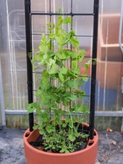 Gardener’s Victory Self-Watering Planter With Vine Trellis 16 Gardener’s Victory Self-Watering Planter With Vine Trellis -Garden Supply Store 8600178 5000 tif