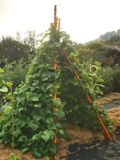 Annabel Tipi Trellis -Garden Supply Store 8600521 02V tif