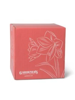 Amaryllis Planting Kit -Garden Supply Store 8608878 755