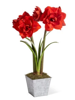 Amaryllis Planting Kit -Garden Supply Store 8608878 diykit 2021 01
