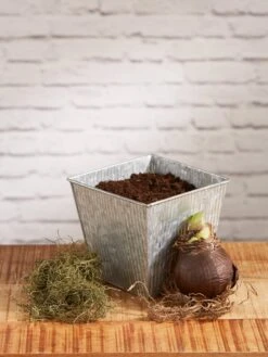 Amaryllis Planting Kit -Garden Supply Store 8608878 diykit 2021 02