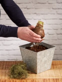 Amaryllis Planting Kit -Garden Supply Store 8608878 diykit 2021 03