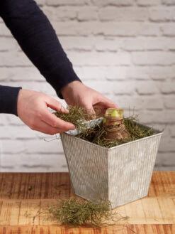 Amaryllis Planting Kit -Garden Supply Store 8608878 diykit 2021 04