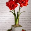 Amaryllis Planting Kit