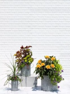 Metal Bucket Planters 9 Metal Bucket Planters -Garden Supply Store 8609085 0852 tif