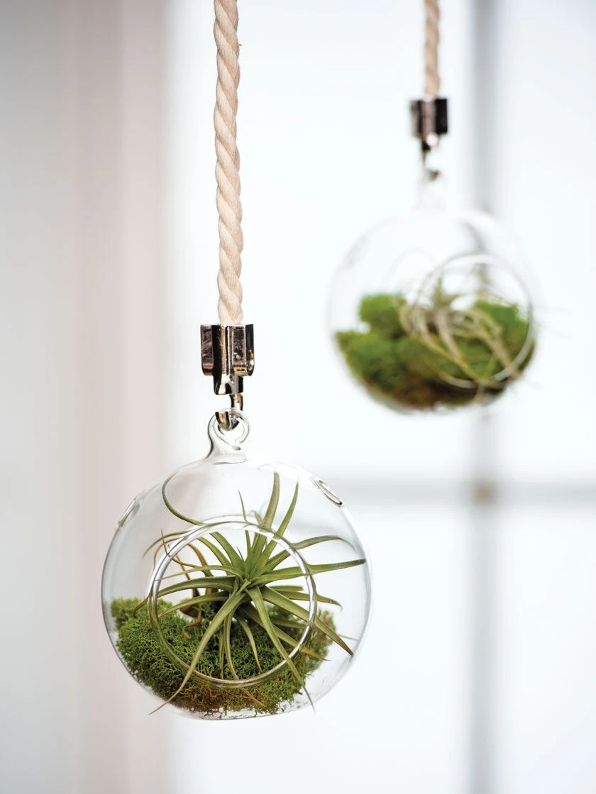 Mini Blown-Glass Hanging Terrarium, Set Of 2 1 Mini Blown-Glass Hanging Terrarium, Set Of 2