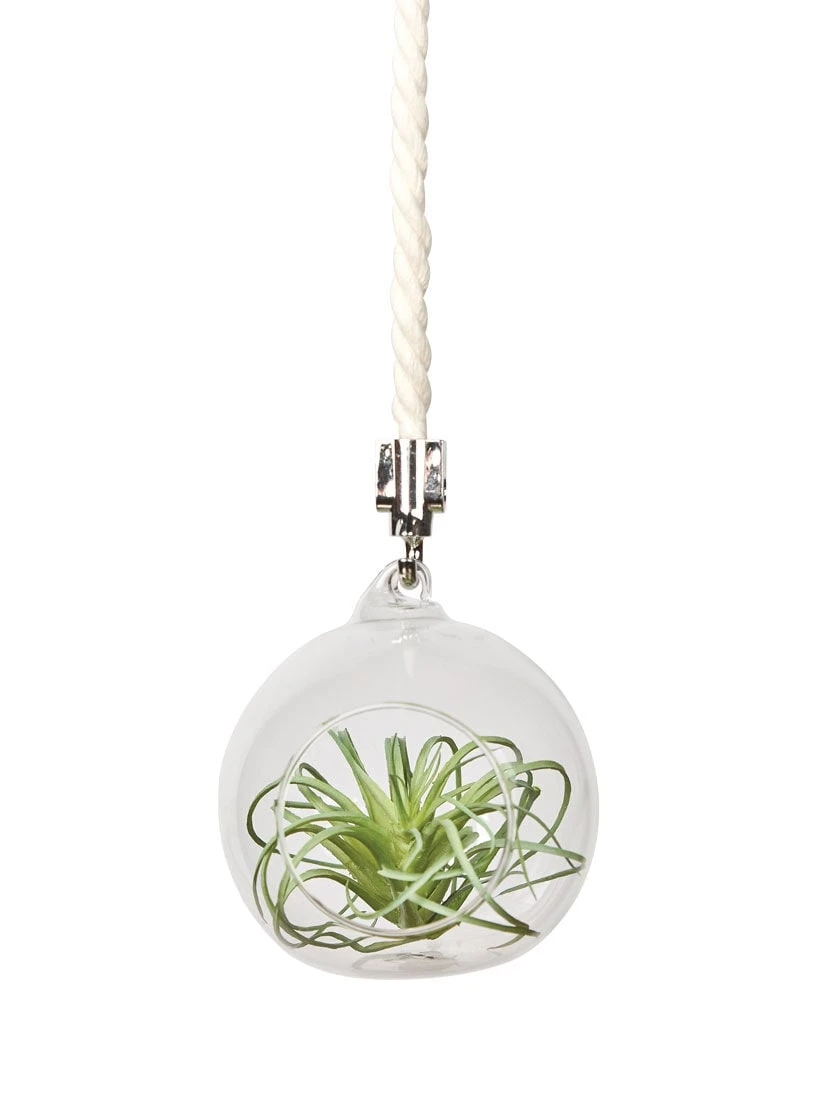 Mini Blown-Glass Hanging Terrarium, Set Of 2 2 Mini Blown-Glass Hanging Terrarium, Set Of 2 - Image 2