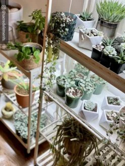 Oslo 2-Tier LED Grow Light Garden, 2 Fixtures -Garden Supply Store 8609221 02IN tif