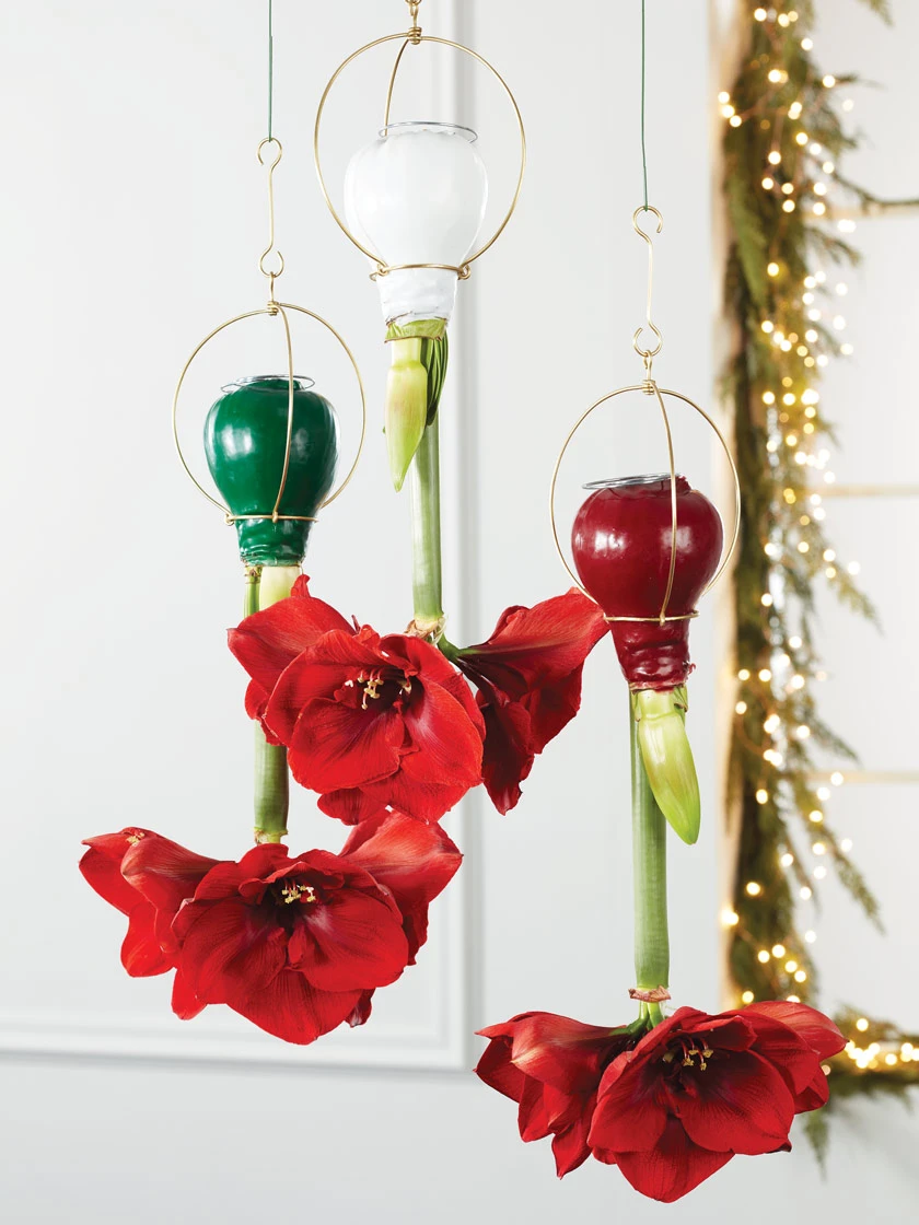 Waxed Amaryllis Brass Hangers, Set Of 3 1 Waxed Amaryllis Brass Hangers, Set Of 3