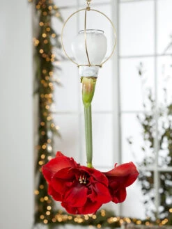 Waxed Amaryllis Brass Hangers, Set Of 3 5 Waxed Amaryllis Brass Hangers, Set Of 3 -Garden Supply Store 8609252 2020 6014