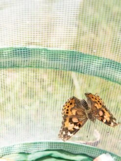 Butterfly Garden® Kit With Voucher 9 Butterfly Garden® Kit With Voucher -Garden Supply Store 8609265 6288 tif