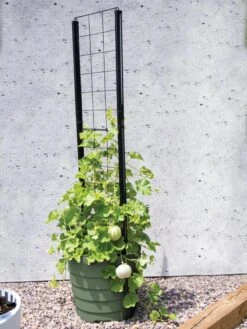 Gardener’s Victory Self-Watering Planter With Vine Trellis 13 Gardener’s Victory Self-Watering Planter With Vine Trellis -Garden Supply Store 8610238 15487 tif 1