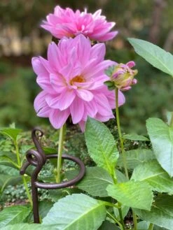 Arden Single Stem Supports, Set Of 2 -Garden Supply Store 8610375 5703 tif