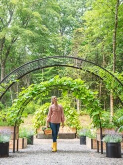 2’ X 8’ Arch Trellis For Planter Boxes 12 2’ X 8’ Arch Trellis For Planter Boxes -Garden Supply Store 8610798 071 tif