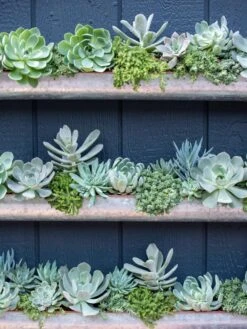 3-Tier Vertical Wall Planter, 3' -Garden Supply Store 8611013 055 tif