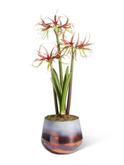 Cybister Potted Amaryllis -Garden Supply Store 8611120 chico 2021 09