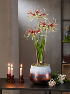 Cybister Potted Amaryllis -Garden Supply Store 8611120 chico 2021 10