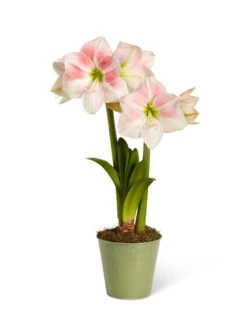 Star Potted Amaryllis -Garden Supply Store 8611499 2022 rosystar silo rosy star potted amaryllis