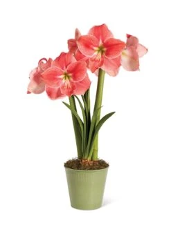 Star Potted Amaryllis -Garden Supply Store 8611500 2022 sweetstar silo sweet star potted amaryllis