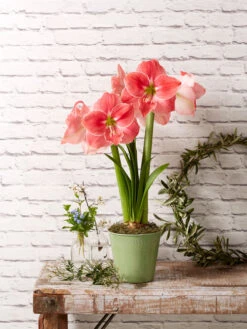 Star Potted Amaryllis -Garden Supply Store 8611500 2022 sweetstar sweet star potted amaryllis