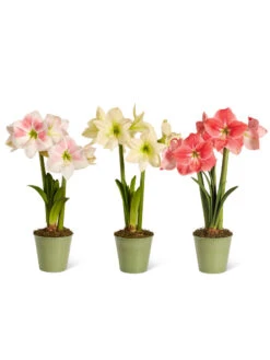 Star Potted Amaryllis -Garden Supply Store 8611508 2022 starpotted silo