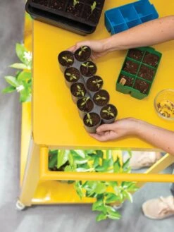 Sili-Seedlings® Seedling Tray, 10-Cell 9 Sili-Seedlings® Seedling Tray, 10-Cell -Garden Supply Store 8611886 374 tif