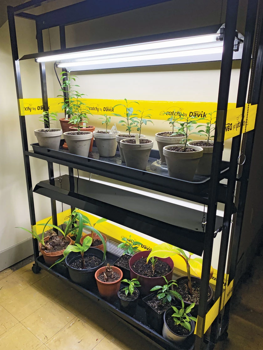 Catchy Natural Greenhouse Pest Protection Sticky Roll, 30’ 2 Catchy Natural Greenhouse Pest Protection Sticky Roll, 30’ - Image 2