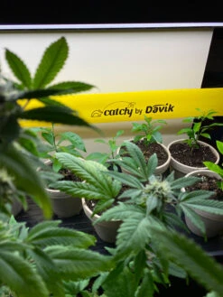 Catchy Natural Greenhouse Pest Protection Sticky Roll, 30’ 7 Catchy Natural Greenhouse Pest Protection Sticky Roll, 30’ -Garden Supply Store 8611979 8004