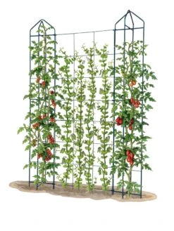 Zenith Trellis -Garden Supply Store 8612036 art tif