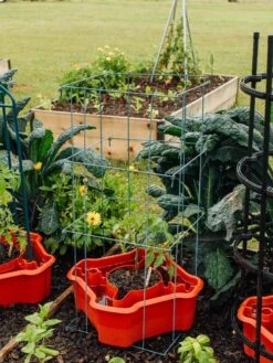 Deluxe Tomato Halos, Set Of 2 -Garden Supply Store 8612045 226 tif