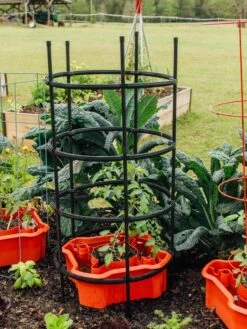 Deluxe Tomato Halos, Set Of 2 -Garden Supply Store 8612045 228 tif