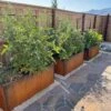 Nice Corten Trough Planters With Trellis