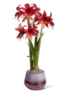 Cybister Potted Amaryllis -Garden Supply Store 8612501 bogota silo 2022