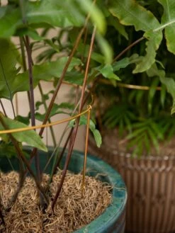 Brass Plated Grow Throughs, Set Of 2 -Garden Supply Store 8612661 0043