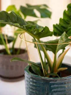 Brass Plated Grow Throughs, Set Of 2 -Garden Supply Store 8612662 0047 brass plated grow throughs set of 2