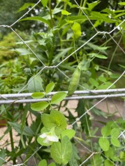 Chicken Wire Pea Trellis -Garden Supply Store 8612718 7307