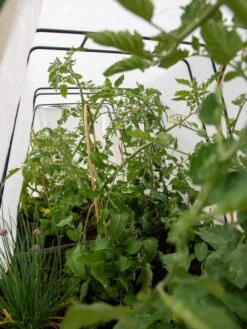 Cotton All Purpose Garden Cover 8 Cotton All Purpose Garden Cover -Garden Supply Store 8612815 0039 tif