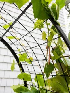 2’ X 4’ Arch Trellis For Planter Boxes 15 2’ X 4’ Arch Trellis For Planter Boxes -Garden Supply Store 8612976 0436