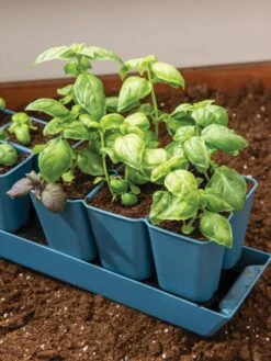 Gardener's Best® XL 6-Cell Planting Tray, Set Of 4 -Garden Supply Store 8613031 6302