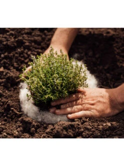 Hortiwool ®, 5 Pad Pack 11 Hortiwool ®, 5 Pad Pack -Garden Supply Store 8613263 06v