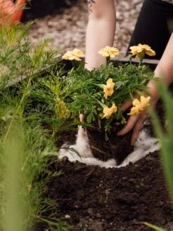 Hortiwool ®, Starter Garden Pad 9 Hortiwool ®, Starter Garden Pad -Garden Supply Store 8613263 12v 1