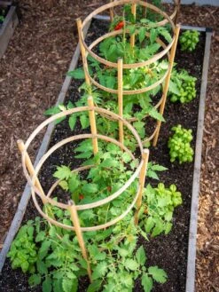 Bamboo Tomato Cages, Set Of 3 11 Bamboo Tomato Cages, Set Of 3 -Garden Supply Store 8613426 6916