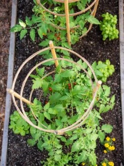 Bamboo Tomato Cages, Set Of 3 12 Bamboo Tomato Cages, Set Of 3 -Garden Supply Store 8613426 6921