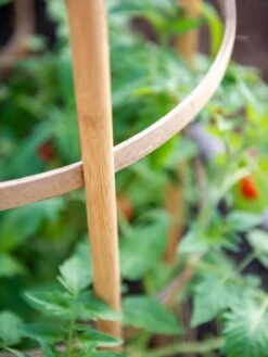Bamboo Tomato Cages, Set Of 3 14 Bamboo Tomato Cages, Set Of 3 -Garden Supply Store 8613426 6924
