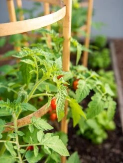 Bamboo Tomato Cages, Set Of 3 13 Bamboo Tomato Cages, Set Of 3 -Garden Supply Store 8613426 6934