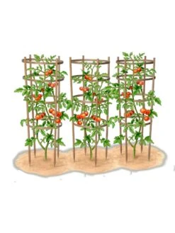 Bamboo Tomato Cages, Set Of 3 16 Bamboo Tomato Cages, Set Of 3 -Garden Supply Store 8613426 art