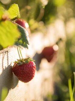 3-Tier Strawberry Bed -Garden Supply Store Strawberry3 3167 tif