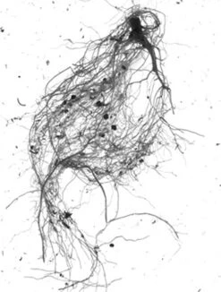 GrowLab® Compact Tabletop Light Garden With Classroom Guide 10 GrowLab® Compact Tabletop Light Garden With Classroom Guide -Garden Supply Store gstrootscan 01