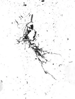 GrowLab® Compact Tabletop Light Garden With Classroom Guide 11 GrowLab® Compact Tabletop Light Garden With Classroom Guide -Garden Supply Store gstrootscan 02